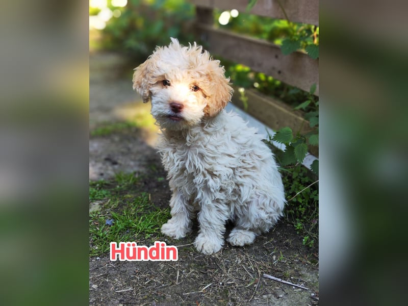 Lagotto Romagnolo Welpen Nur noch zwei Rüden und eine Hündin