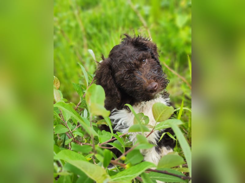 Lagotto Romagnolo Welpen Nur noch zwei Rüden und eine Hündin