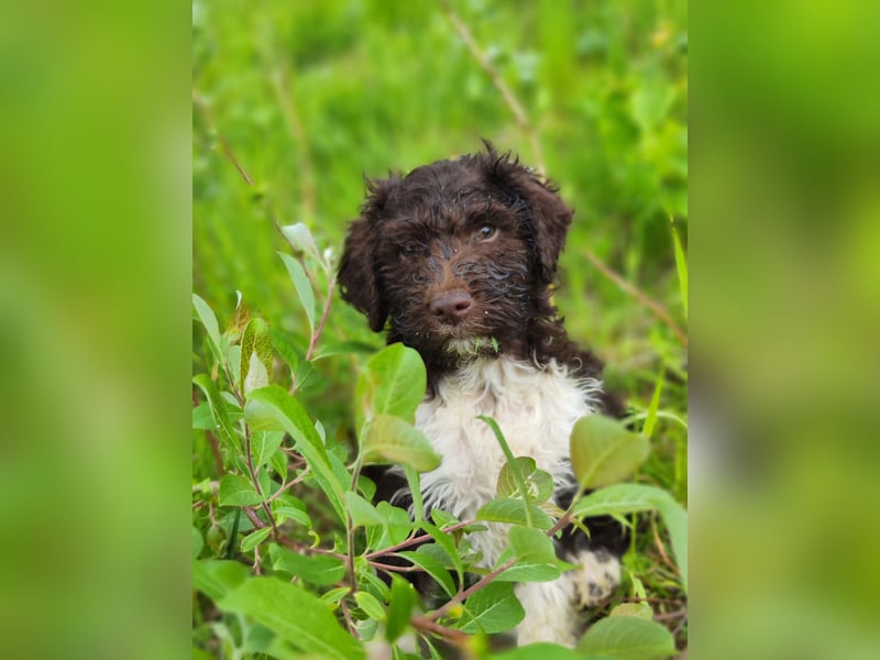 Lagotto Romagnolo Welpen Nur noch zwei Rüden und eine Hündin