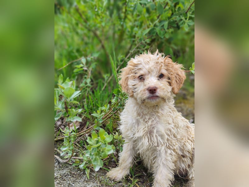 Lagotto Romagnolo Welpen Nur noch zwei Rüden und eine Hündin