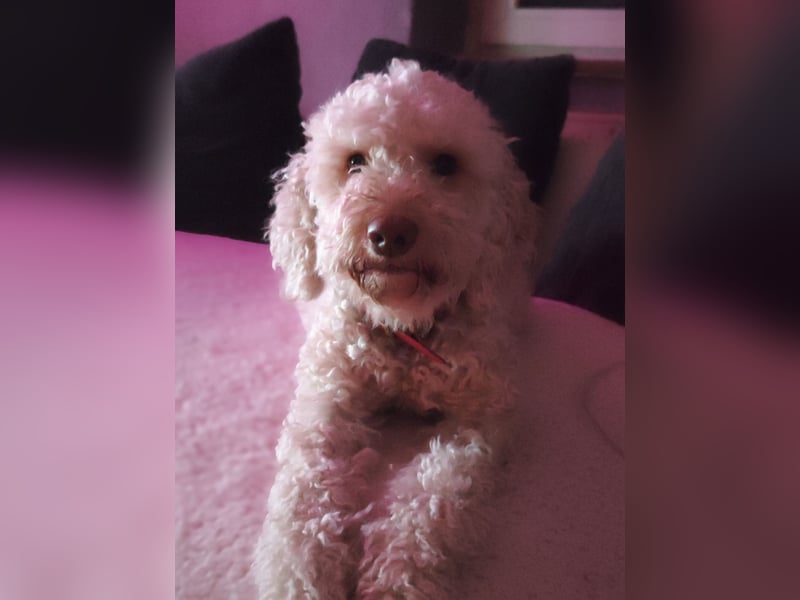 Lagotto Romagnolo Welpen Nur noch zwei Rüden und eine Hündin
