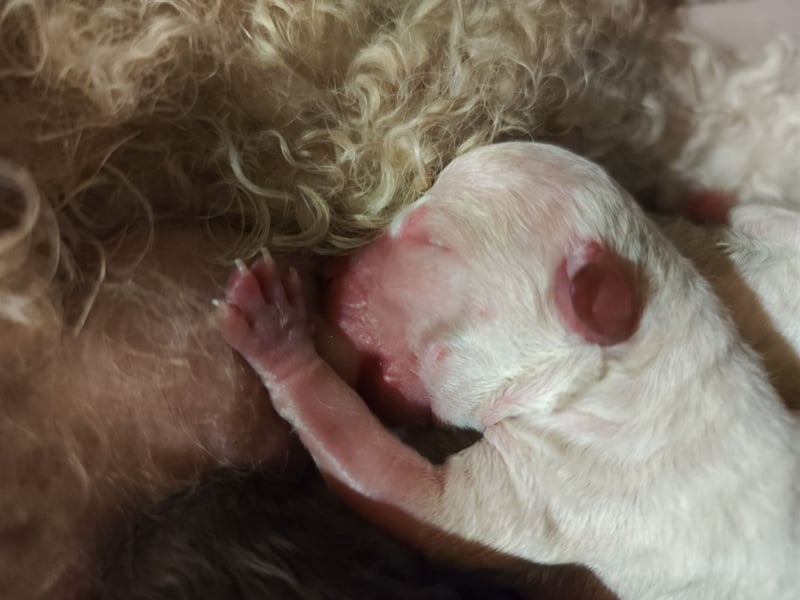 Lagotto Romagnolo Welpen Nur noch zwei Rüden und eine Hündin
