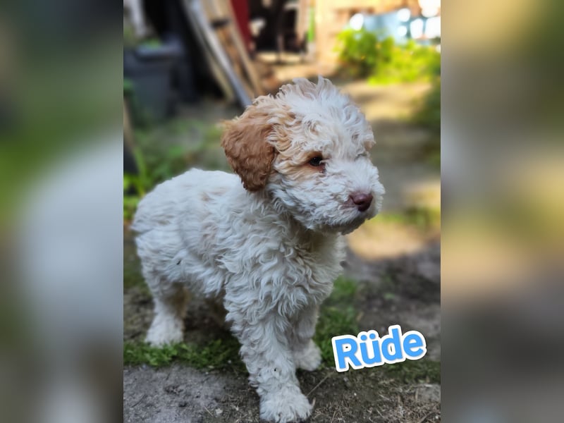 Lagotto Romagnolo Welpen Nur noch zwei Rüden und eine Hündin