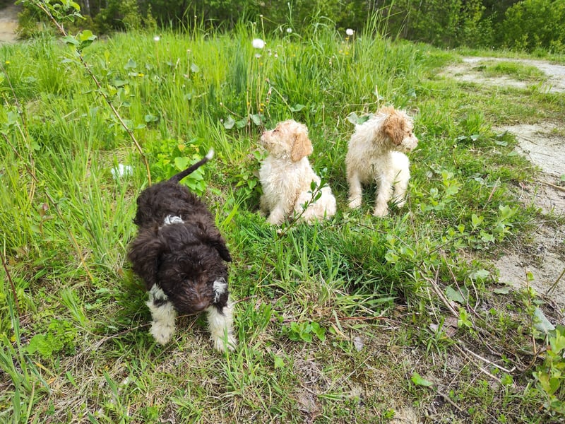 Lagotto Romagnolo Welpen Nur noch zwei Rüden und eine Hündin