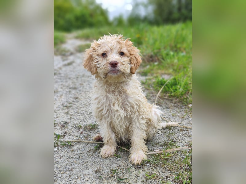 Lagotto Romagnolo Welpen Nur noch zwei Rüden und eine Hündin