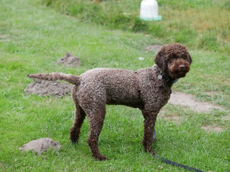 Lagotto Lisa sucht ein neues, ruhiges Zuhause auf dem Land