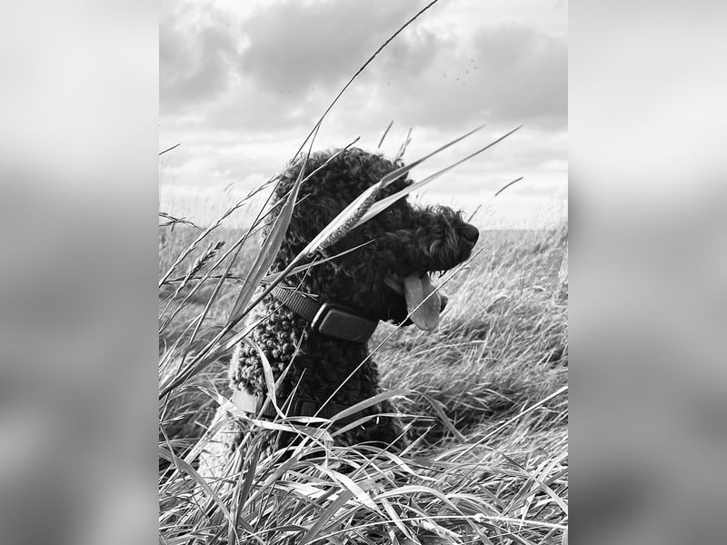 Lagotto Lisa sucht ein neues, ruhiges Zuhause auf dem Land