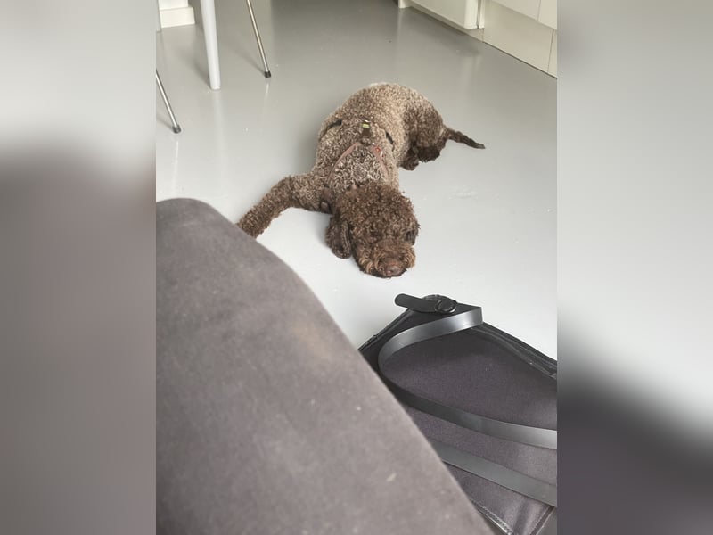 Lagotto Lisa sucht ein neues, ruhiges Zuhause auf dem Land