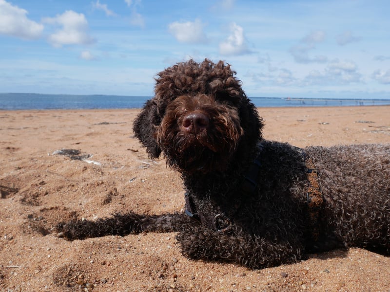 Lagotto Lisa sucht ein neues, ruhiges Zuhause auf dem Land