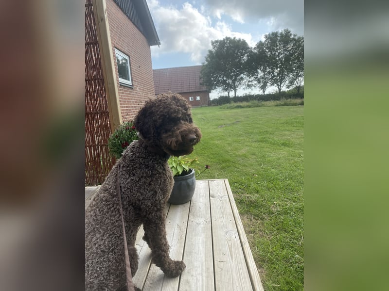 Lagotto Lisa sucht ein neues, ruhiges Zuhause auf dem Land