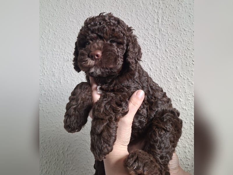 Lagotto Romagnolo Hündin mit LRWD e.V./ VDH Papieren
