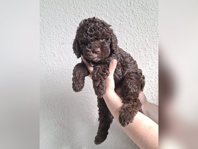 Lagotto Romagnolo Hündin mit LRWD e.V./ VDH Papieren