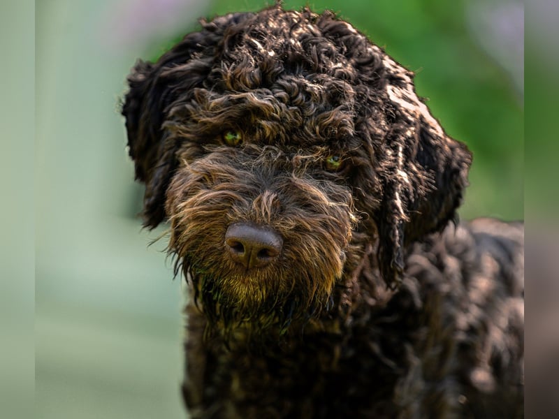 Lagotto Romagnolo Welpen, 6 Welpen suchen ein Zuhause