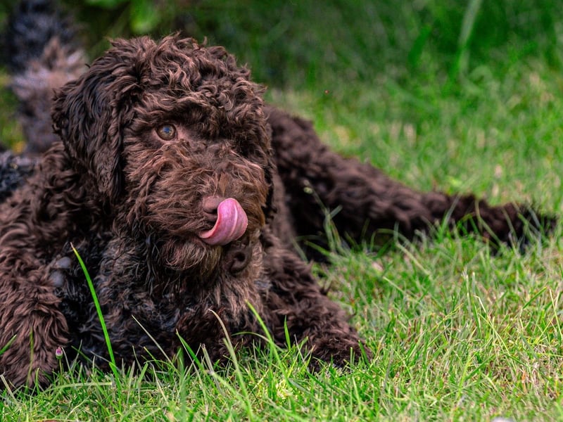Lagotto Romagnolo Welpen, 6 Welpen suchen ein Zuhause