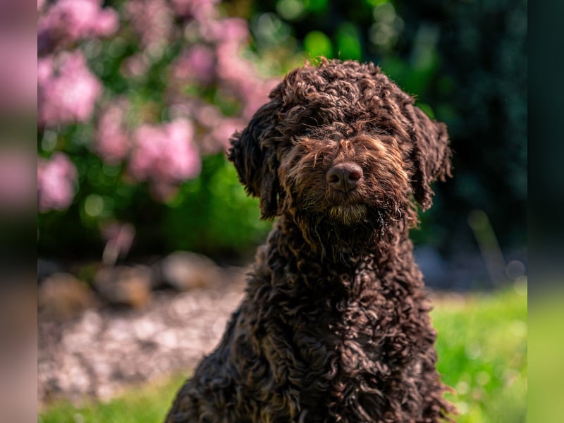 Lagotto Romagnolo Welpen, 6 Welpen suchen ein Zuhause