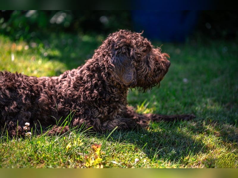 Lagotto Romagnolo Welpen, 6 Welpen suchen ein Zuhause