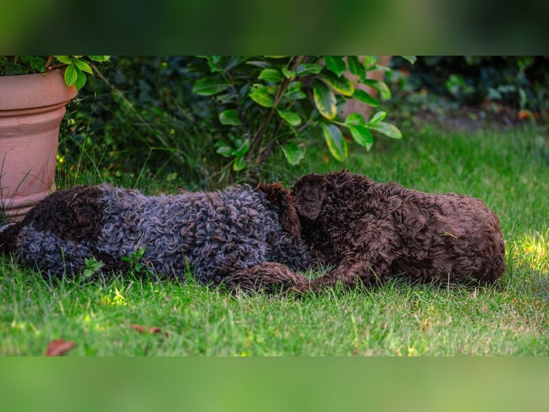 Lagotto Romagnolo Welpen, 6 Welpen suchen ein Zuhause
