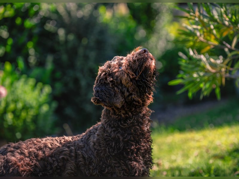 Lagotto Romagnolo Welpen, 6 Welpen suchen ein Zuhause