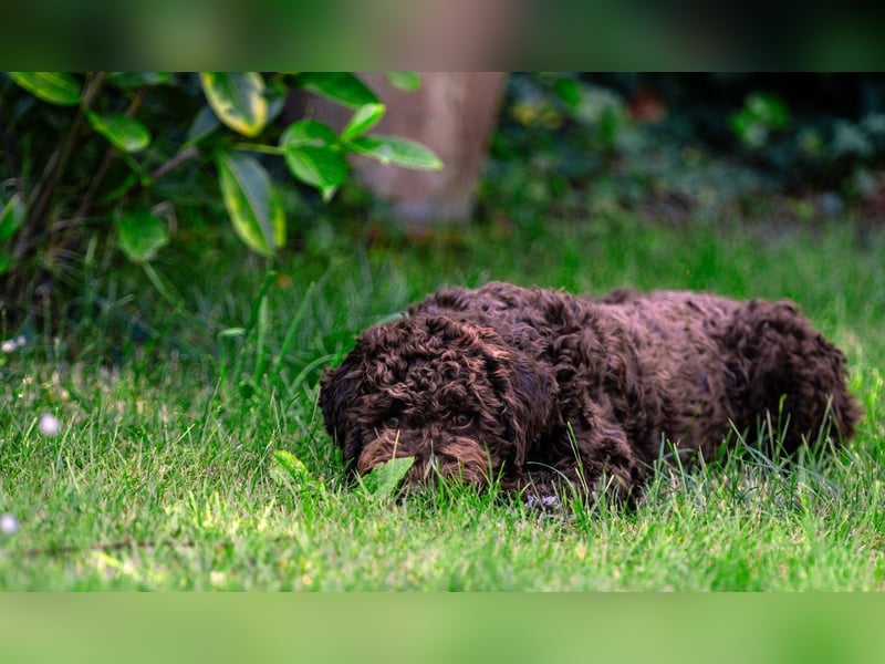 Lagotto Romagnolo Welpen, 6 Welpen suchen ein Zuhause