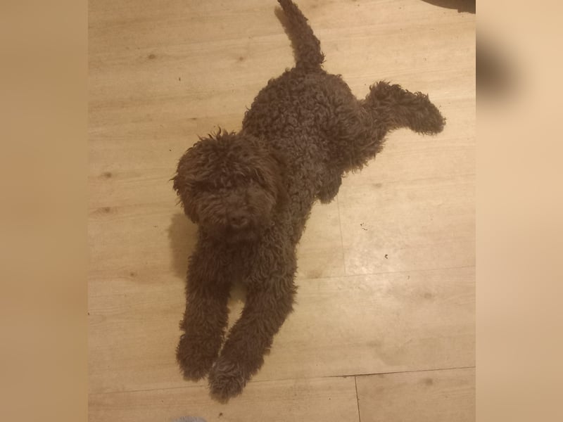Lagotto Romagnolo Hündin