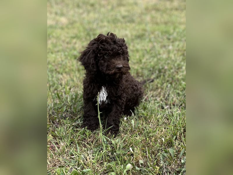 Lagotto Romagnolo – Hochwertige Welpen aus der registrierten Zuchtstätte King of the Truffles