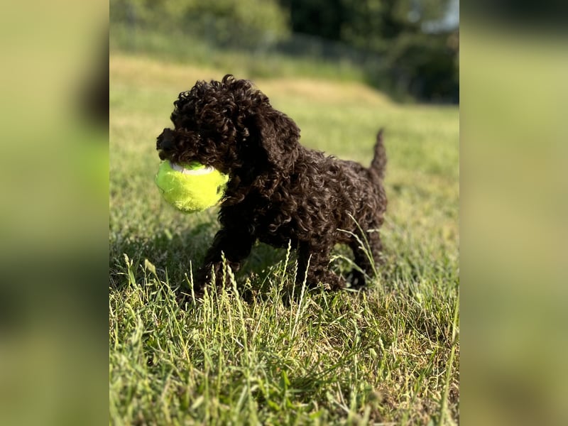 Lagotto Romagnolo – Hochwertige Welpen aus der registrierten Zuchtstätte King of the Truffles