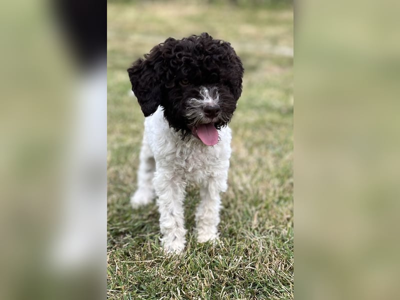 Lagotto Romagnolo – Hochwertige Welpen aus der registrierten Zuchtstätte King of the Truffles