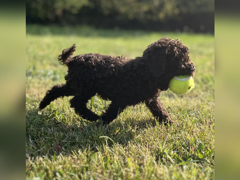 Lagotto Romagnolo – Hochwertige Welpen aus der registrierten Zuchtstätte King of the Truffles