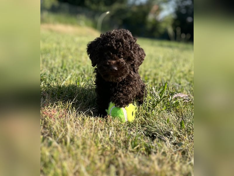 Lagotto Romagnolo – Hochwertige Welpen aus der registrierten Zuchtstätte King of the Truffles