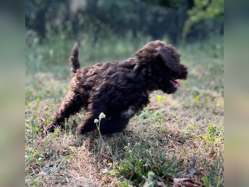 Lagotto Romagnolo – Hochwertige Welpen aus der registrierten Zuchtstätte King of the Truffles