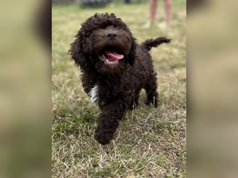 Lagotto Romagnolo – Hochwertige Welpen aus der registrierten Zuchtstätte King of the Truffles