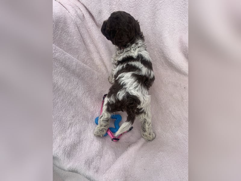 Lagotto Romagnolo Welpen