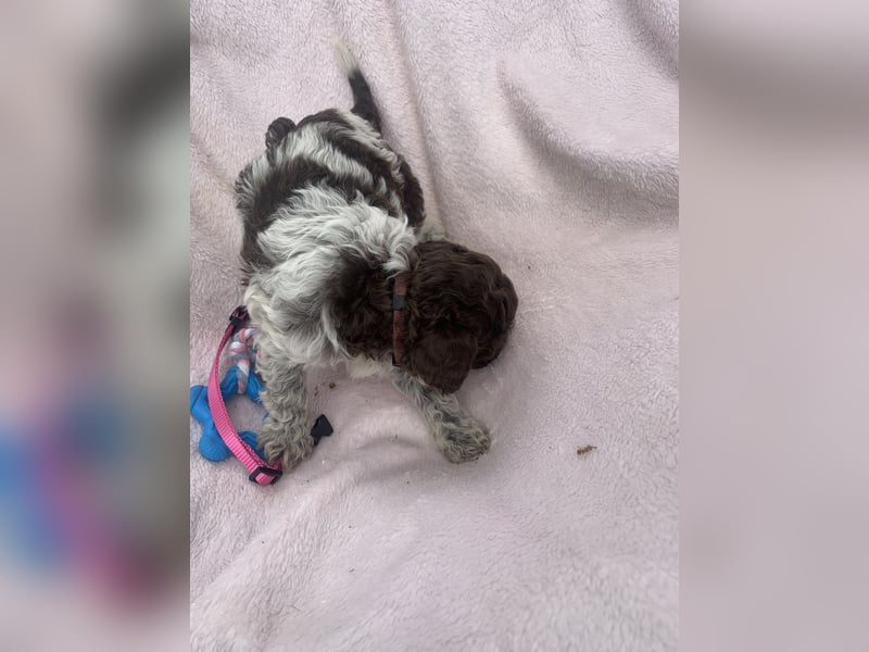 Lagotto Romagnolo Welpen