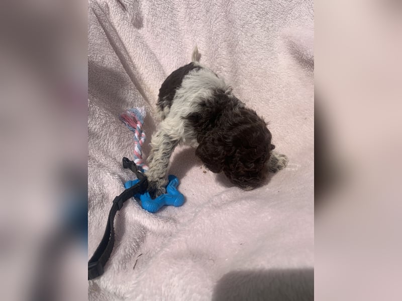 Lagotto Romagnolo Welpen