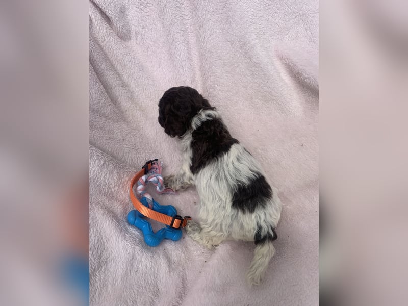 Lagotto Romagnolo Welpen