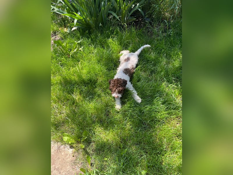 Ines, purebred Lagotto Romagnolo female, born on December 25, 2024