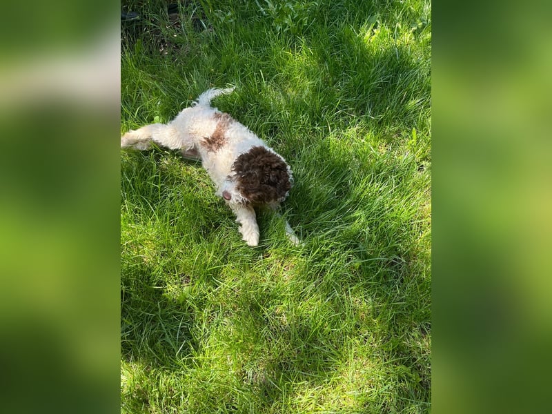 Ines, purebred Lagotto Romagnolo female, born on December 25, 2024