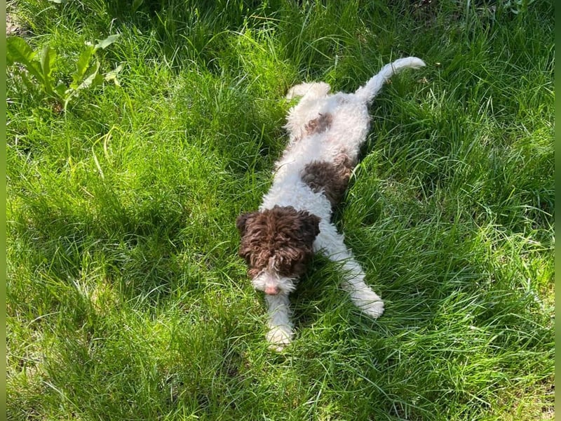 Ines, purebred Lagotto Romagnolo female, born on December 25, 2024