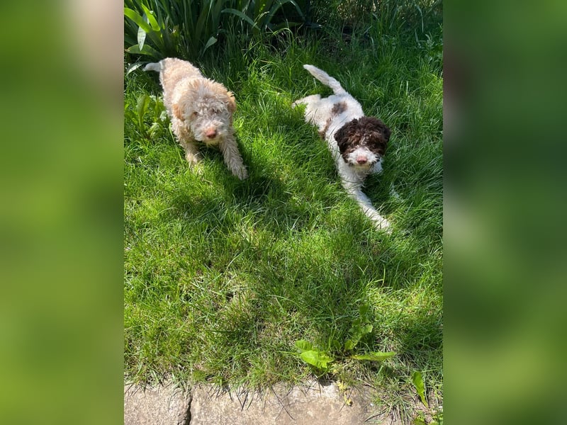 Ines, purebred Lagotto Romagnolo female, born on December 25, 2024