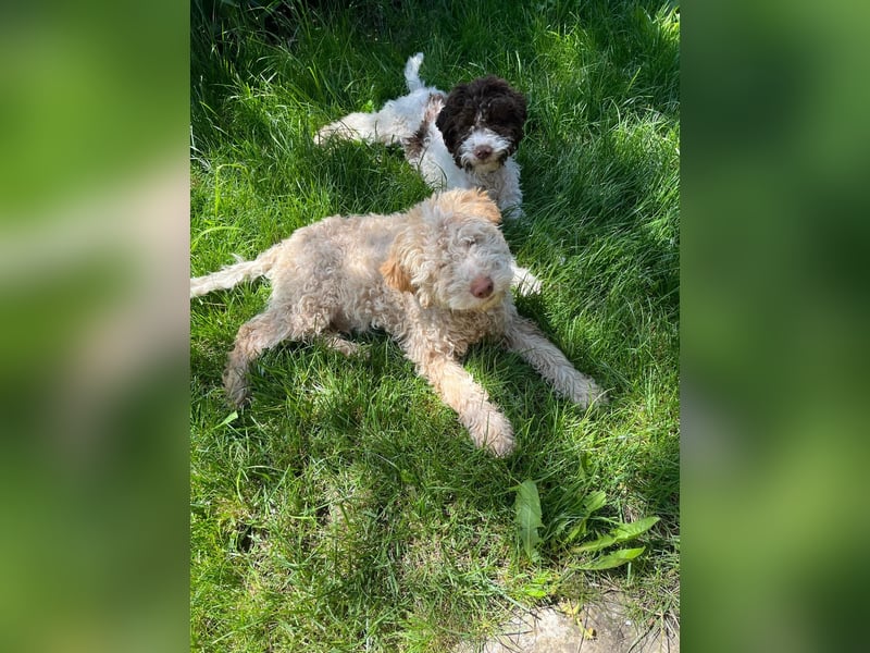 Ines, purebred Lagotto Romagnolo female, born on December 25, 2024