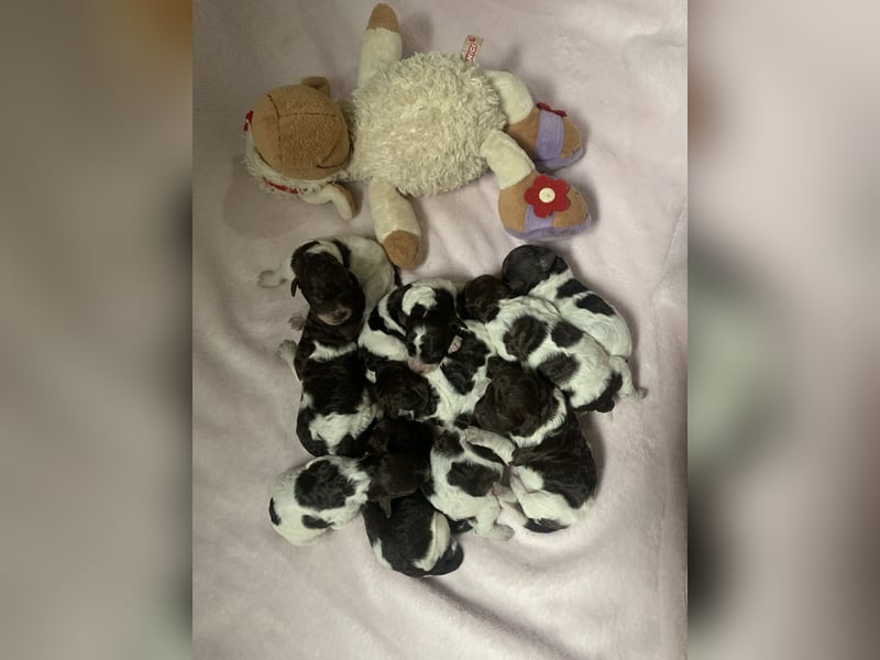 Lagotto Romagnolo Welpen