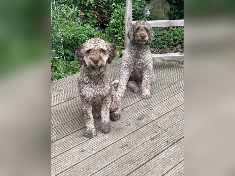 Lagotto Romagnolo Welpen
