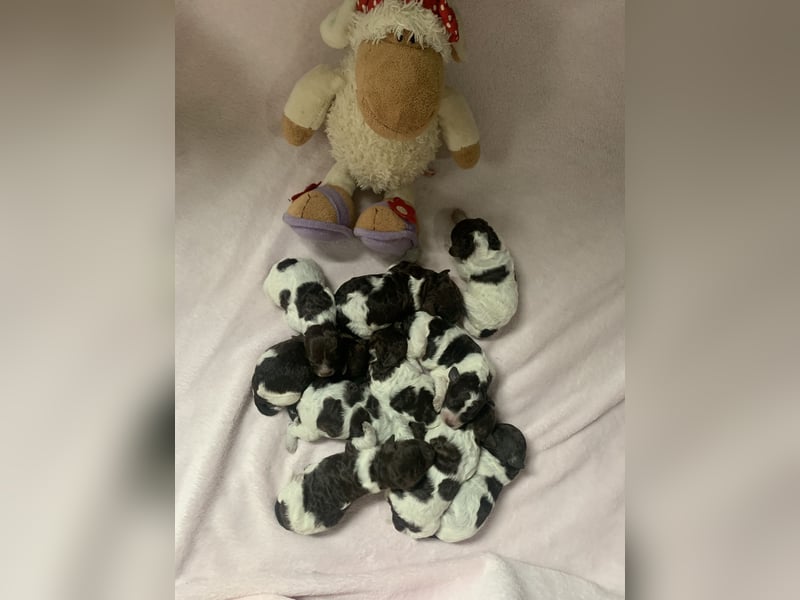 Lagotto Romagnolo Welpen
