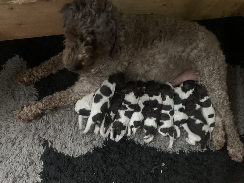 Lagotto Romagnolo Welpen