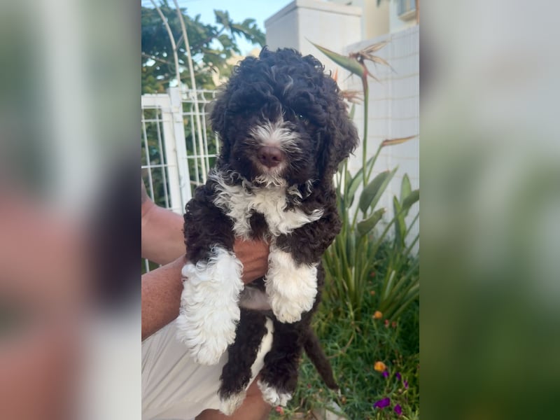 Lagotto Romagnolo Welpen reinrassige