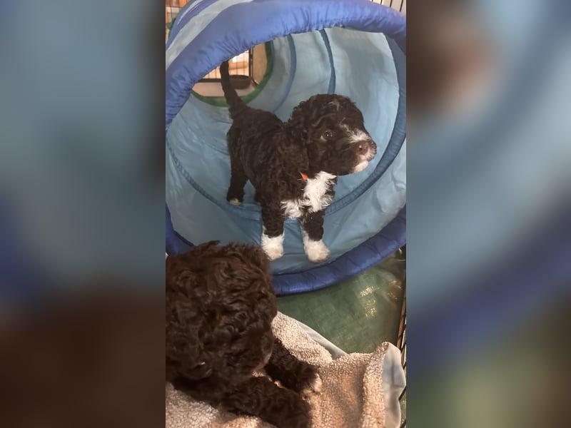Lagotto Romagnolo Welpen reinrassige