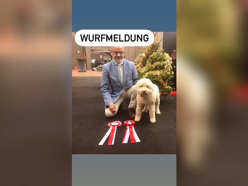 Lagotto Romagnolo Welpen reinrassige