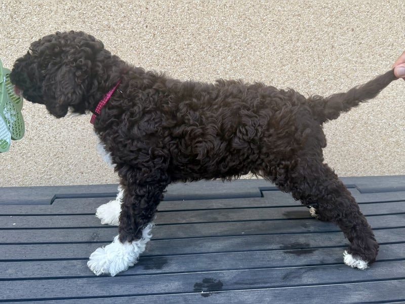 Lagotto Romagnolo Welpen reinrassige