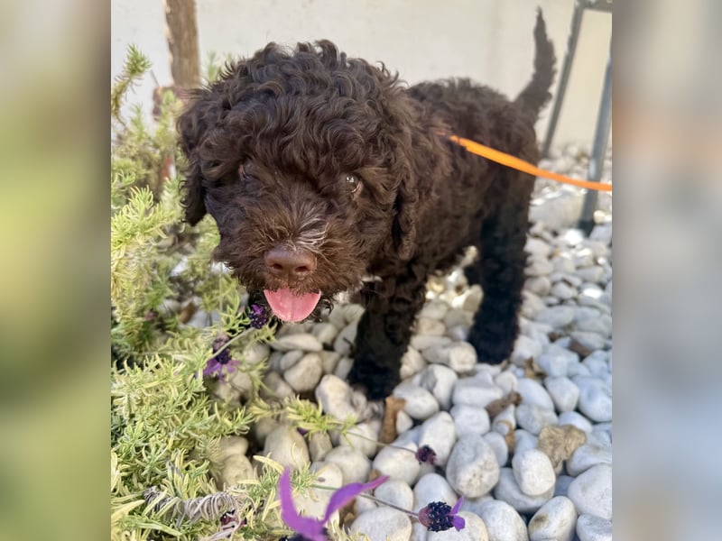 Lagotto Romagnolo Welpen reinrassige