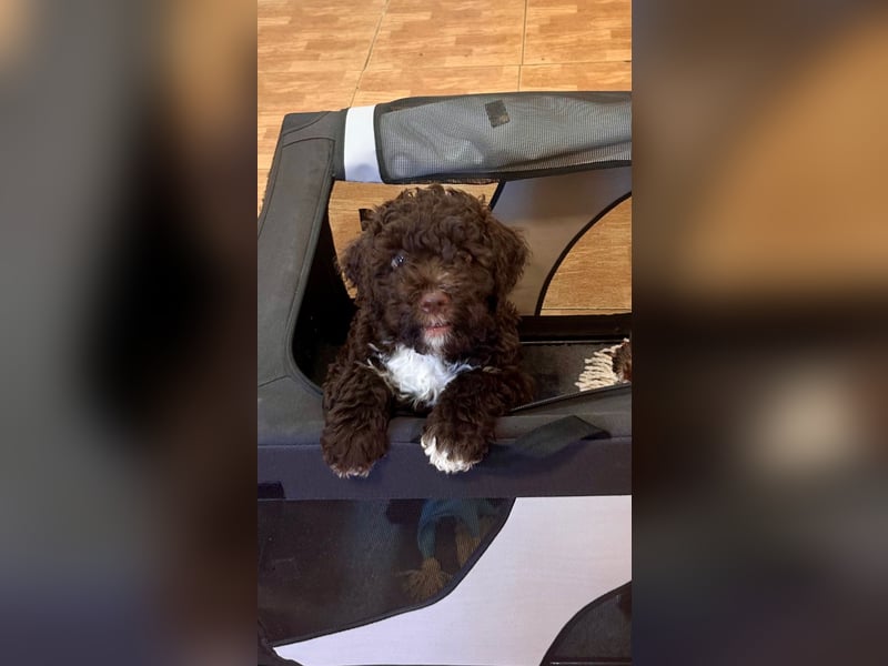 Lagotto Romagnolo Welpen reinrassige